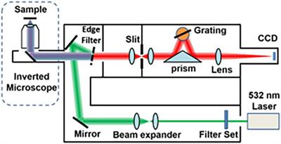 Novel exploration of Raman microscopy and non-linear optical imaging in adenomyosis